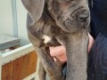 cane-corso-stenci-small-0