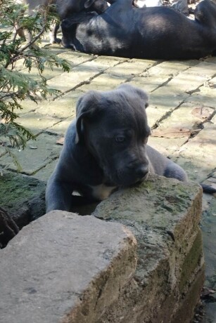 cane-corso-stenci-big-4