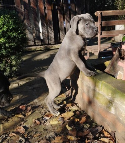 cane-corso-stenci-big-3