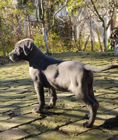 cane-corso-stenci-big-1