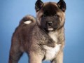 americka-akita-small-2