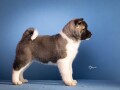 americka-akita-small-0