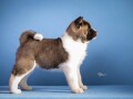 americka-akita-small-4