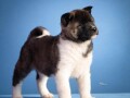 americka-akita-small-3