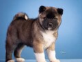 americka-akita-small-1