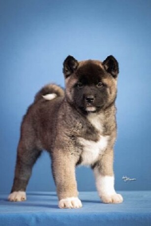 americka-akita-big-2