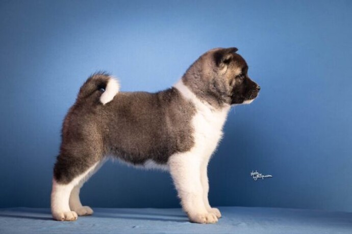 americka-akita-big-0