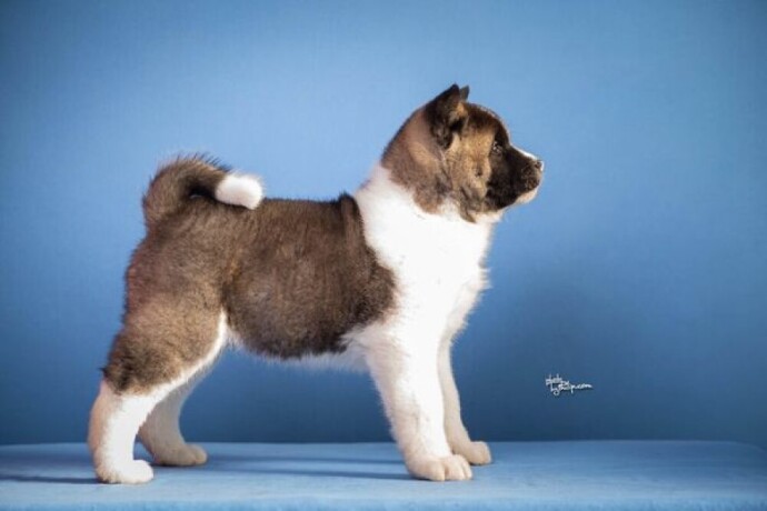 americka-akita-big-4