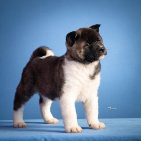 americka-akita-big-3