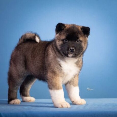 americka-akita-big-1