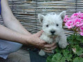 westie-zapadnoskotski-beli-terijer-small-3