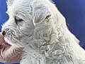 westie-zapadnoskotski-beli-terijer-small-4