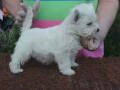 westie-zapadnoskotski-beli-terijer-small-0