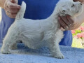 westie-zapadnoskotski-beli-terijer-small-1