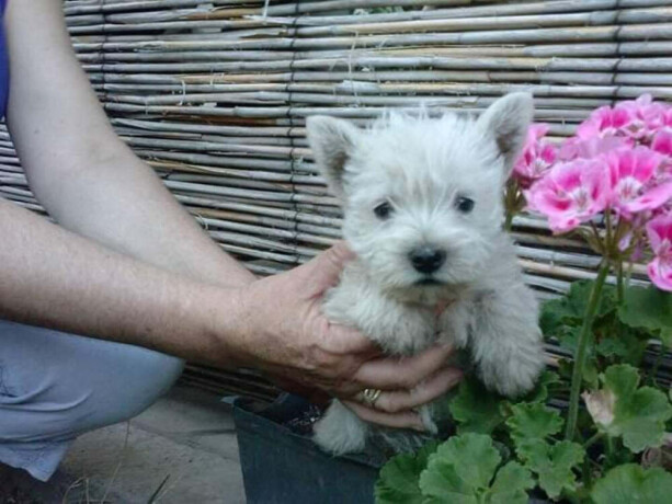 westie-zapadnoskotski-beli-terijer-big-3