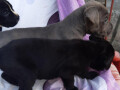 cane-corso-zenkice-na-prodaju-small-2