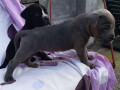 cane-corso-zenkice-na-prodaju-small-4