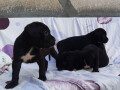 cane-corso-zenkice-na-prodaju-small-3