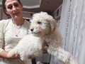 lagotto-romagnolo-small-1