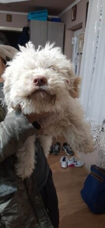 lagotto-romagnolo-big-3