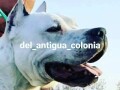 dogo-argentino-stenci-small-0