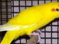 rucno-hranjeni-papagaji-small-2