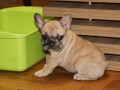 francuski-buldog-exotic-small-0