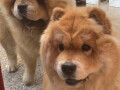 chow-chow-stenci-small-3
