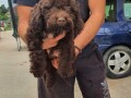 lagotto-romangolo-stenci-small-4