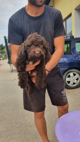 lagotto-romangolo-stenci-big-4