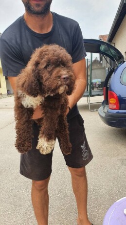 lagotto-romangolo-stenci-big-0