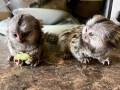 pygmy-marmoset-monkeywhatsapp-me-ili-viber-na-639192705547-small-1