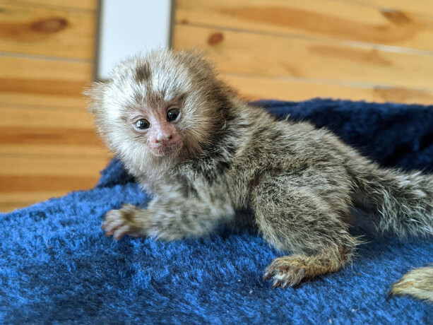 pygmy-marmoset-monkeywhatsapp-me-ili-viber-na-639192705547-big-0