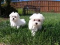 maltese-puppies-for-salewhatsapp-me-or-viber-on-639192705547-small-1