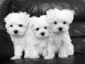 maltese-puppies-for-salewhatsapp-me-or-viber-on-639192705547-small-0