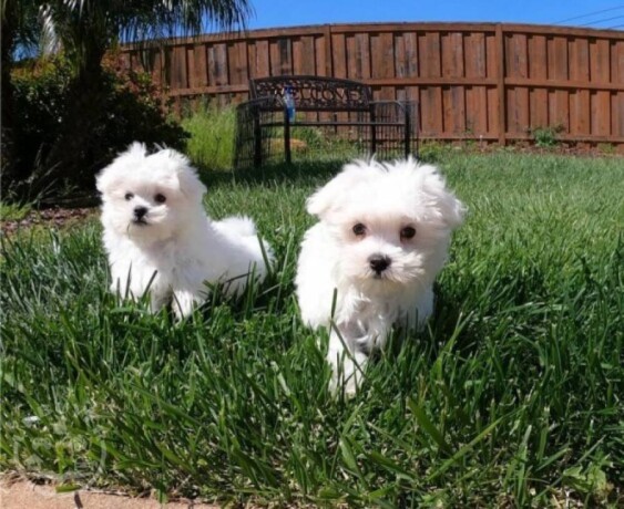 maltese-puppies-for-salewhatsapp-me-or-viber-on-639192705547-big-1