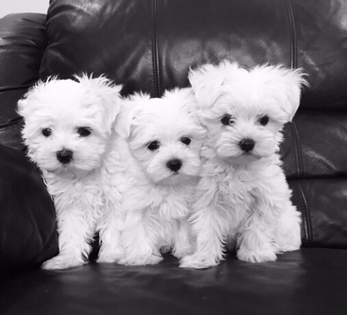 maltese-puppies-for-salewhatsapp-me-or-viber-on-639192705547-big-0