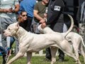 dogo-argentino-stenci-small-3