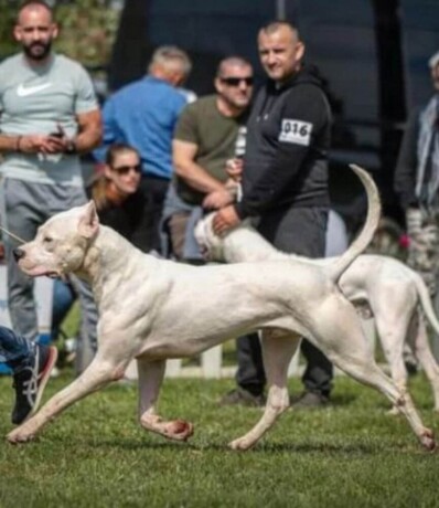 dogo-argentino-stenci-big-3