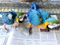 i-sell-chicks-of-ostriches-macaws-african-grays-cockatoos-amazons-eclectus-parrots-and-fertilized-eggs-small-1