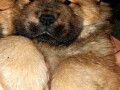 na-prodaju-stenci-chow-chow-small-4