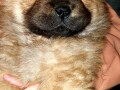 na-prodaju-stenci-chow-chow-small-1