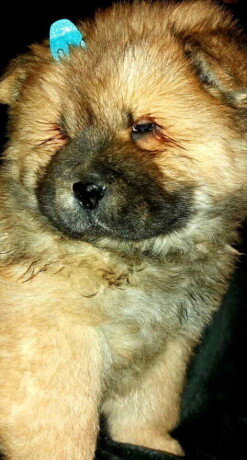 na-prodaju-stenci-chow-chow-big-2