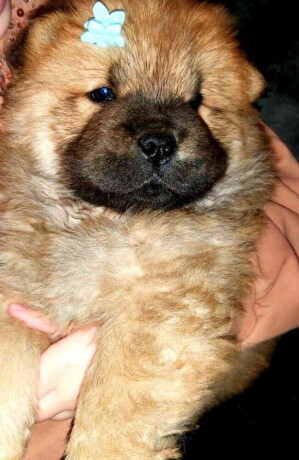 na-prodaju-stenci-chow-chow-big-1