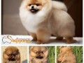 pomeranac-boo-vrhunsko-stene-small-0