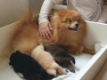 pomeranac-masa-odrasla-zenka-small-0