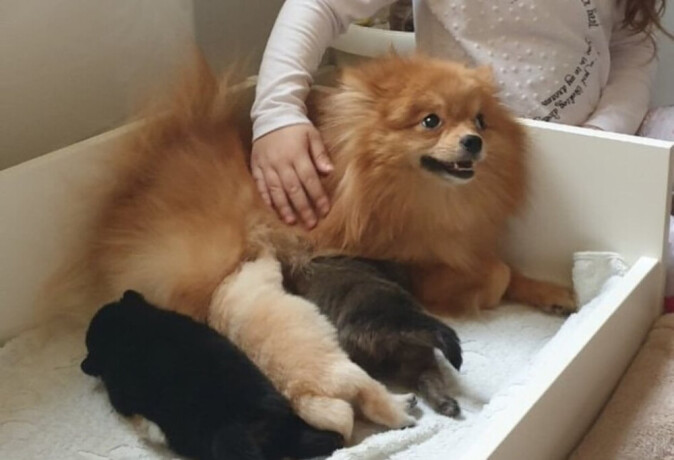 pomeranac-masa-odrasla-zenka-big-0