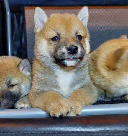 shiba-inu-stenci-vrhunskih-krvnih-linija-big-3