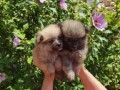 pomeranski-spic-small-3