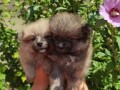 pomeranski-spic-small-4